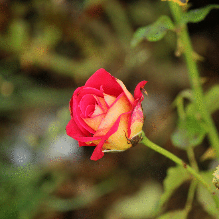 Gypsy Rose